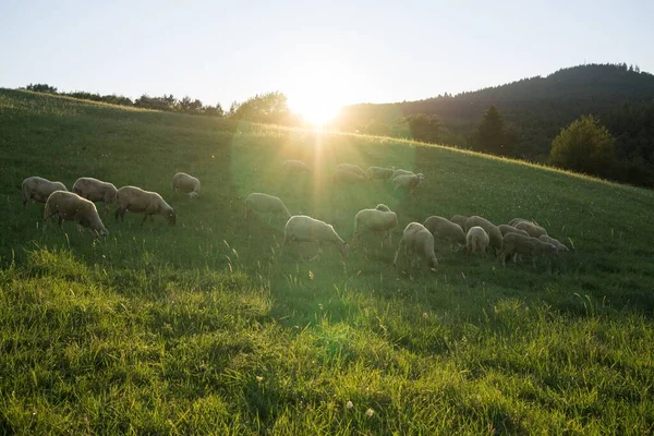 Pascolo Pecore Sul Prato Verde — Foto Stock