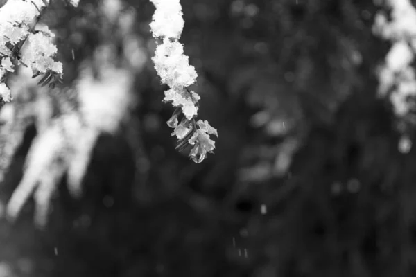 Naturaleza Bajo Nieve Durante Invierno Países Bajos —  Fotos de Stock