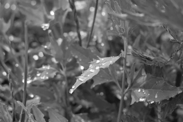 물방울이 떨어지는 식물의 흑백이다 — 스톡 사진
