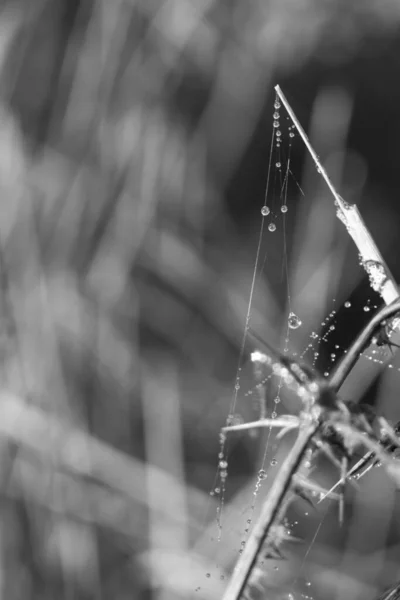 Toile Araignée Sur Fond Gros Plan — Photo