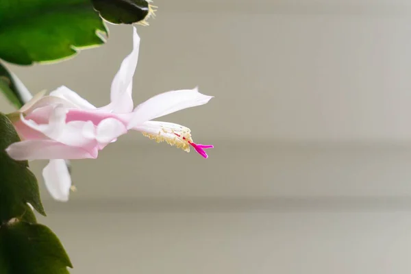 Grüne Pflanze Mit Schöner Blüte — Stockfoto