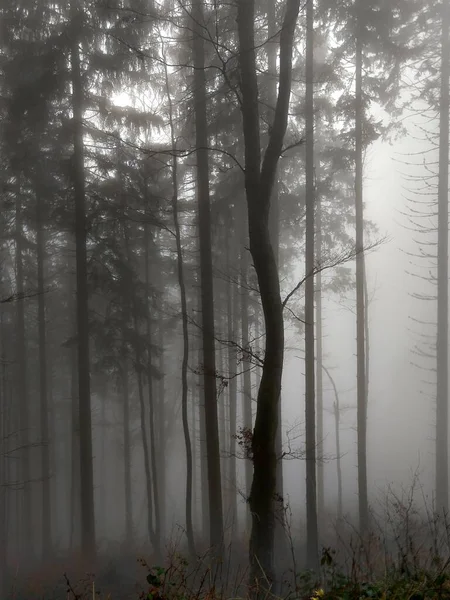 Árvores Tempo Verão Floresta Eslováquia — Fotografia de Stock