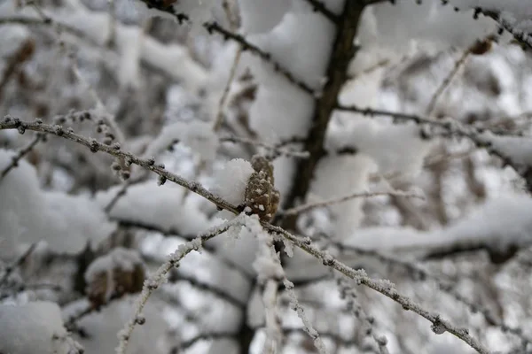 Hóval Borított Faágak — Stock Fotó