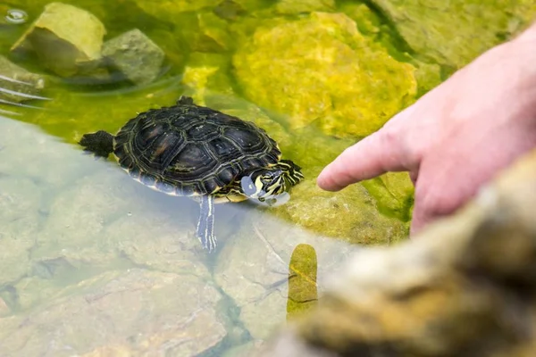 Kleine Schildpad Menselijke Hand Achtergrond — Stockfoto