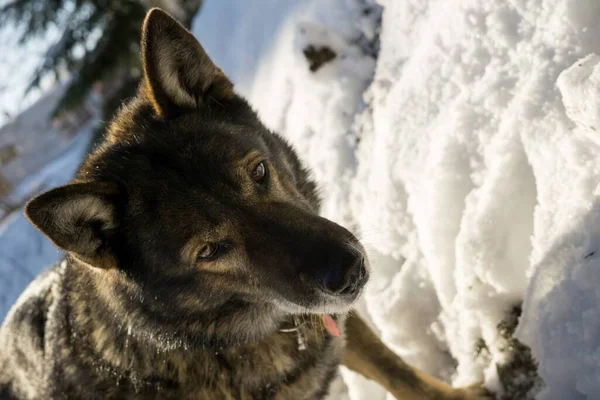 Hond Spelen Tuin Close Schot — Stockfoto