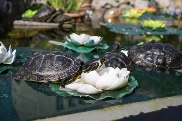 Schildpadden Natuurlijke Achtergrond Close — Stockfoto