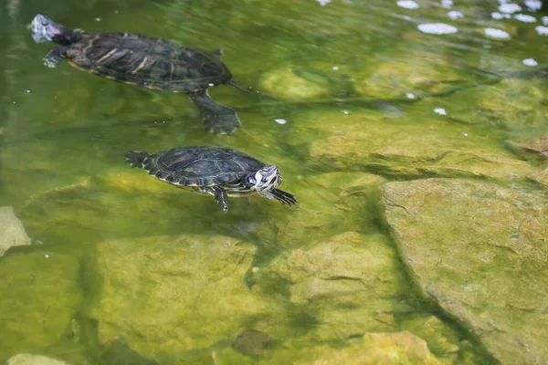 Schildpadden Meer Achtergrond — Stockfoto