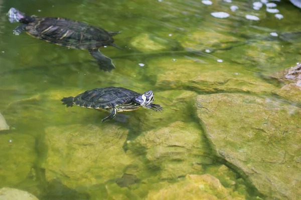 Schildpadden Meer Achtergrond — Stockfoto