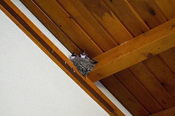 Holzhaus Und Nest Mit Vögeln — Stockfoto