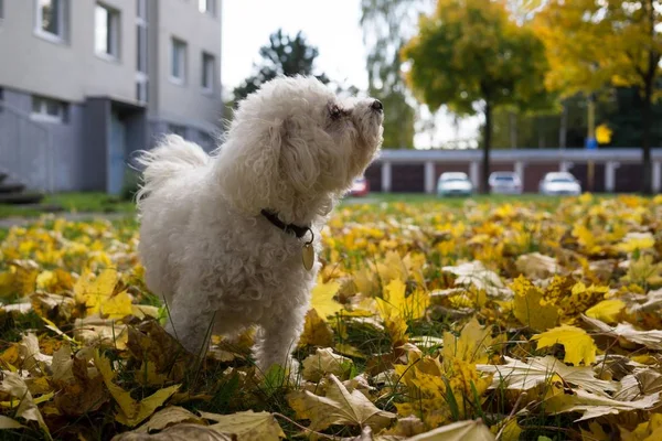 Roztomilý Bílý Pes Venku Parku — Stock fotografie