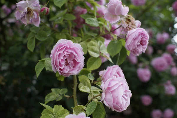 Beautiful Roses Slovakia Background Close — Stock Photo, Image