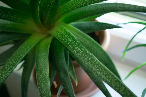 緑の植物を背景に — ストック写真