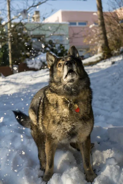 Hond Spelen Tuin Close Schot — Stockfoto