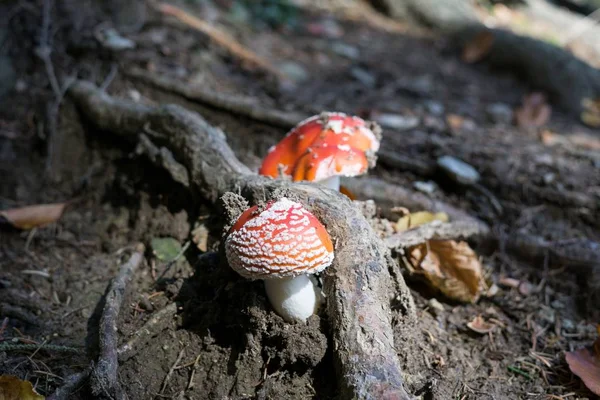 Champignons Toxiques Hallucinogènes Mouche Agarique Dans Herbe — Photo