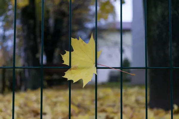 Herbstblatt Auf Dem Zaun Hintergrund — Stockfoto