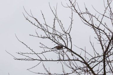 Kışın çalılıklardaki kuşlar.