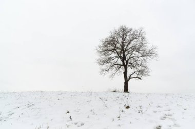 Karlı çayırlarda yapayalnız ağaçların gündüz çekimi