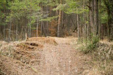 Ormanda gündüz vakti çekilen yol.