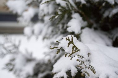 fie ağaç dalı karların üzerinde 