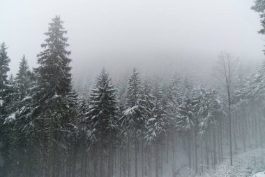 Kışın güzel ağaç ormanı