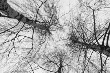 Ağaçların çekim zamanı yakın çekim