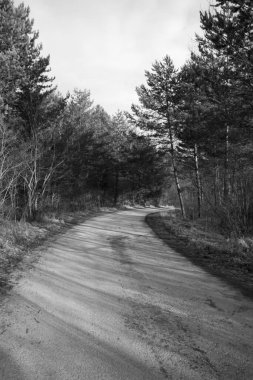 Bahar Ormanı 'ndan. Gündüz çekimi