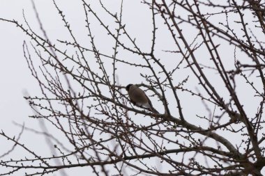 Kışın çalılıklardaki kuşlar.