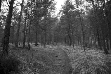 Ormanda gündüz vakti çekilen yol.