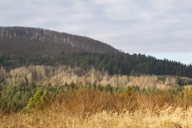 Ormandaki ağaçlar ve patikalar. Slovakya