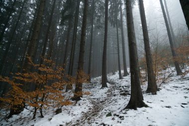 Fog above forest day time shot