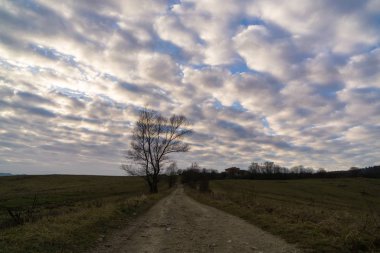 Ormandaki ağaçlar ve patikalar. Slovakya