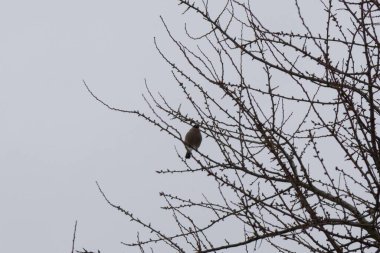 Kışın çalılıklardaki kuşlar.