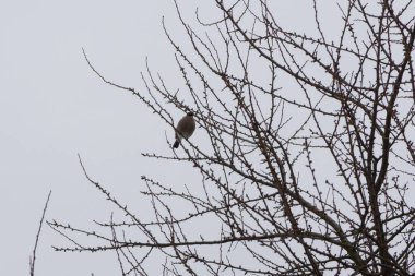 Kışın çalılıklardaki kuşlar.