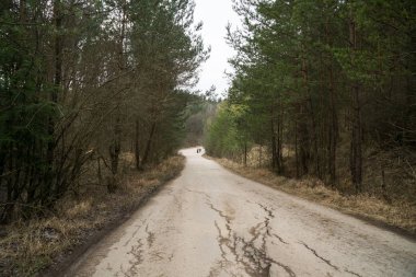 Ormanda gündüz vakti çekilen yol.