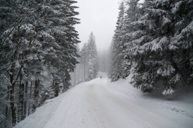 Kışın güzel ağaç ormanı