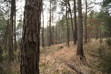 Vahşi orman gündüz zamanı.