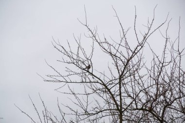 Kışın çalılıklardaki kuşlar.