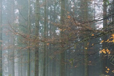 Fog above winter forest 