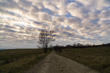 Ormandaki ağaçlar ve patikalar. Slovakya