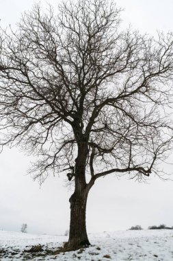 Karlı çayırlarda yapayalnız ağaçların gündüz çekimi