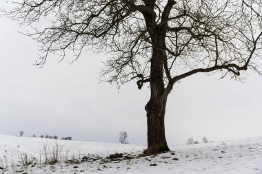 Karlı çayırlarda yapayalnız ağaçların gündüz çekimi