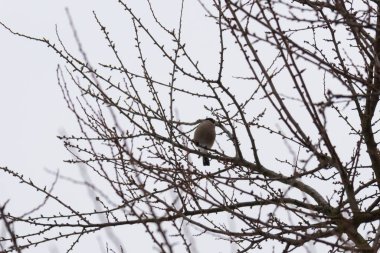 Kışın çalılıklardaki kuşlar.