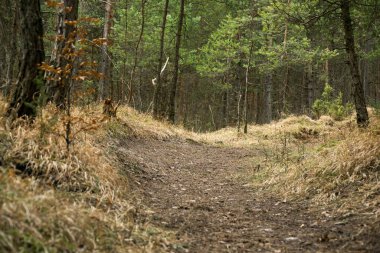 Ormanda gündüz vakti çekilen yol.
