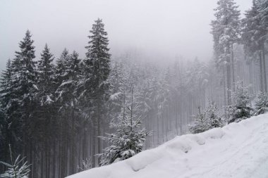 Kışın güzel ağaç ormanı