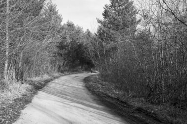 Bahar ormanlarında yolda yürüyen bir adam. Gündüz çekimi