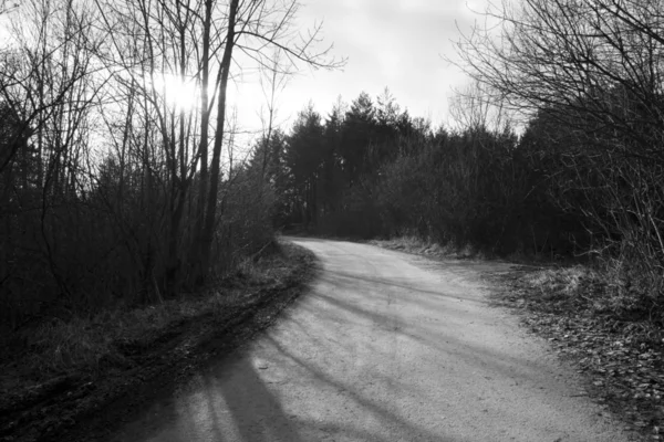 Route Travers Forêt Printanière Jour Coup Temps — Photo