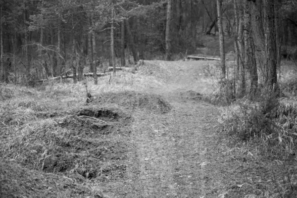 Route Travers Forêt Jour Heure Prise — Photo