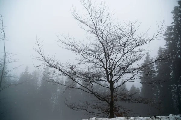Niebla Por Encima Del Bosque Día Tiro — Foto de Stock