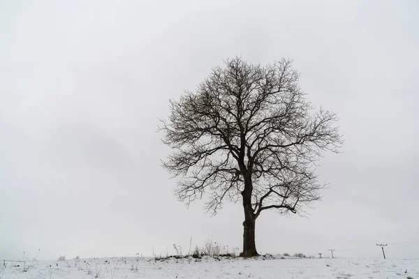 Tagesschuss Von Einsamem Baum Auf Schneebedeckter Wiese — Stockfoto