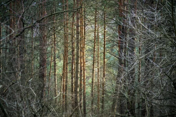 Vadon Élő Erdők Napja — Stock Fotó